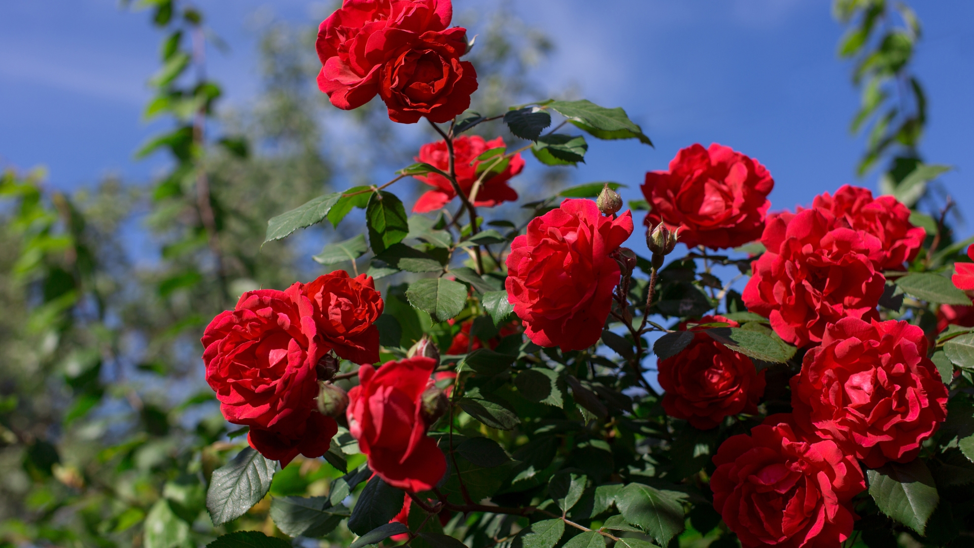 20 Gardening Mistakes That Are Keeping Your Roses From Blooming (Plus Easy Fixes For More Flowers)