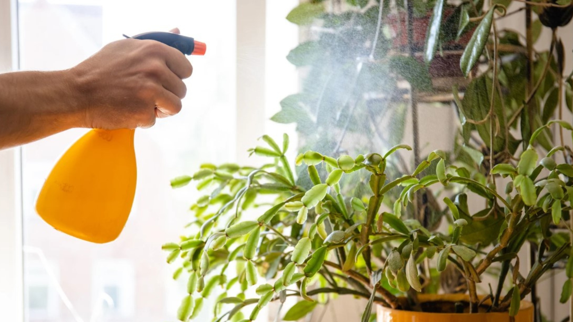 20 Genius Ways To Mist Your Houseplants (And Which Ones Love It)