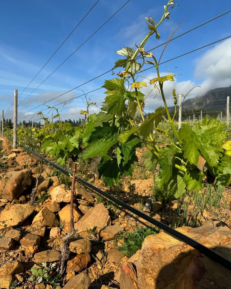 Assyrtiko (Greece)