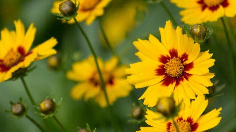Coreopsis Field