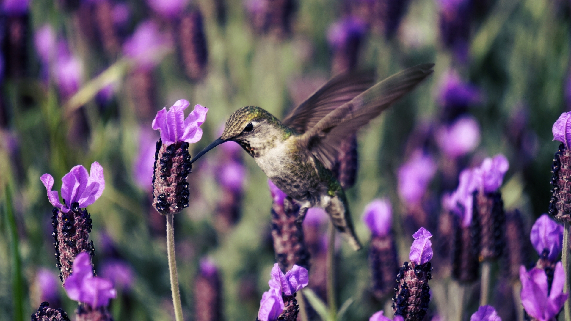 20 Herbs For Hummingbirds – And Some Unexpected Varieties That Draw Them In