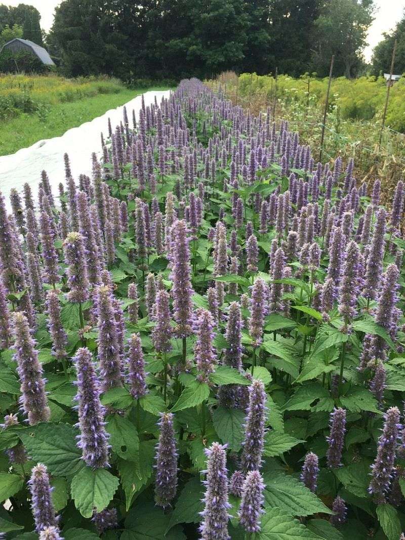 Anise Hyssop