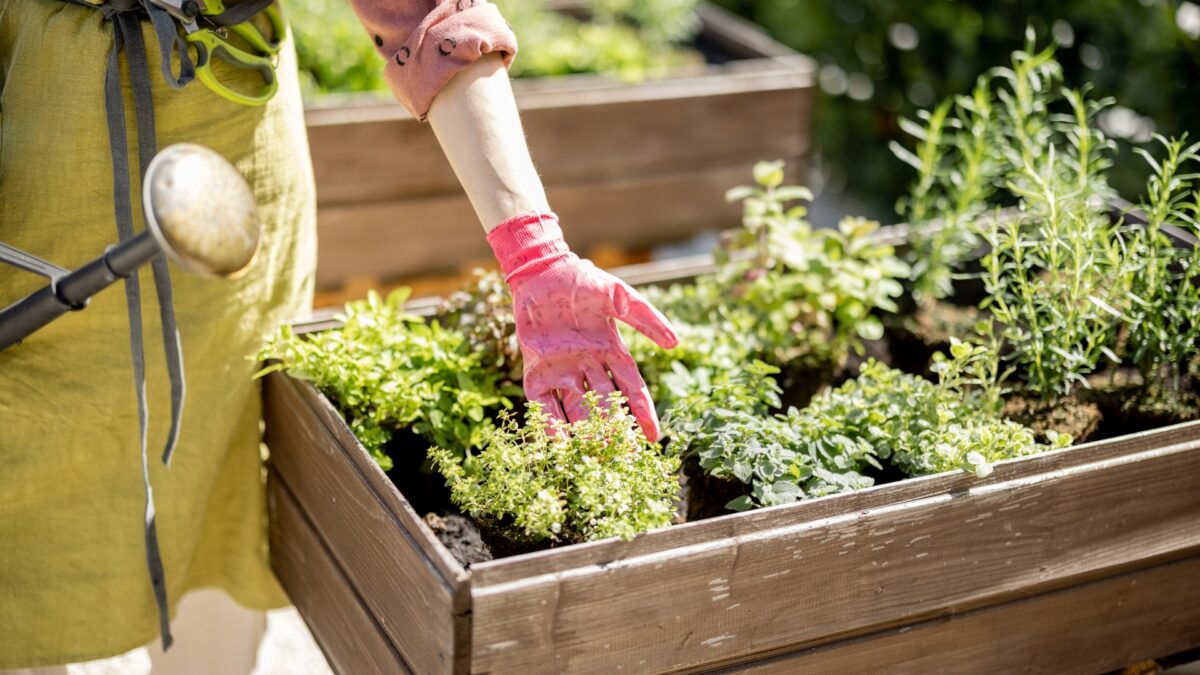 20 Herbs That Thrive in Spring (Plus a Few More That’ll Steal the Show)