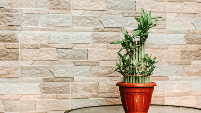 Lucky Bamboo plant in a pot