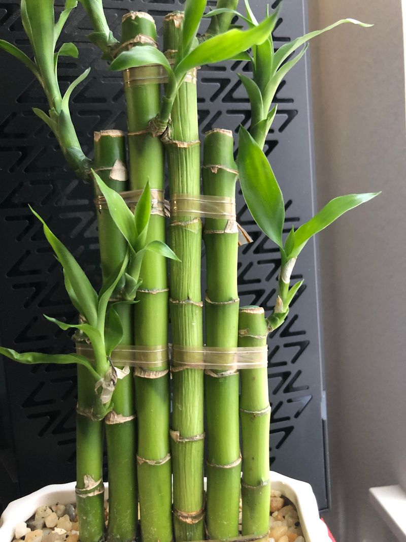 Bamboo