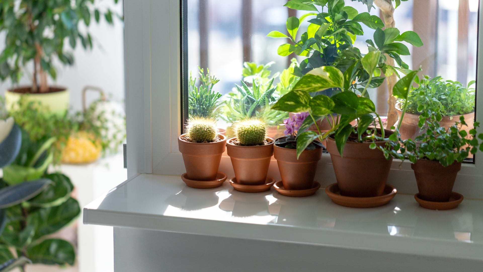 houseplant collection on a window