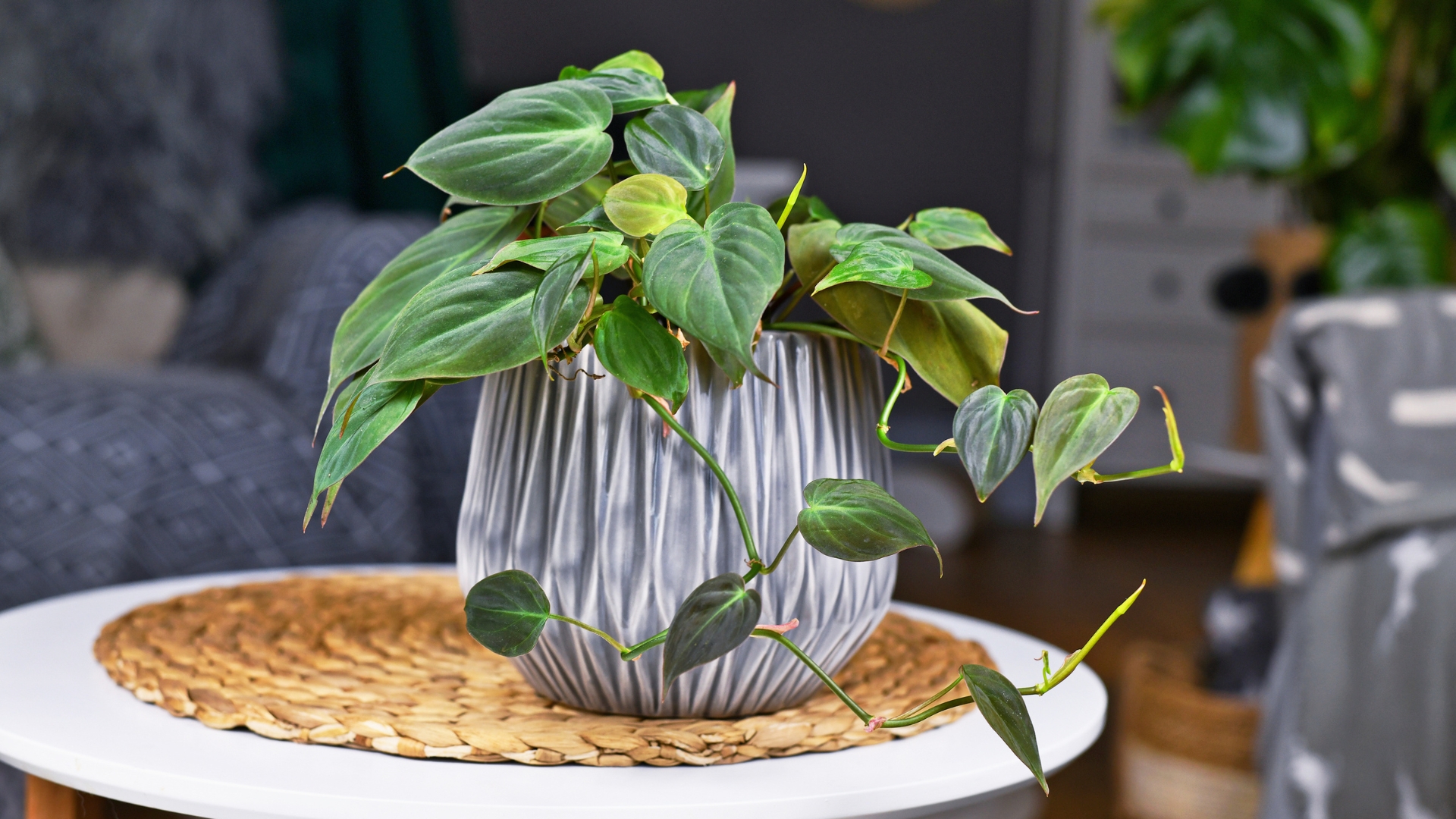 20 Houseplants That Actually Grow Better With Less Care (And More Fuss-Free Favorites)