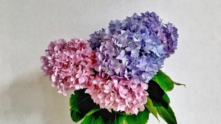 Hydrangea flowers