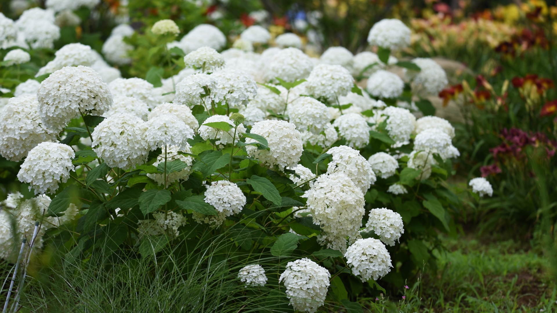 20 Hydrangea Varieties That Flourish In Low-Sun Yards (Plus Tips For Stunning, Thriving Blooms)