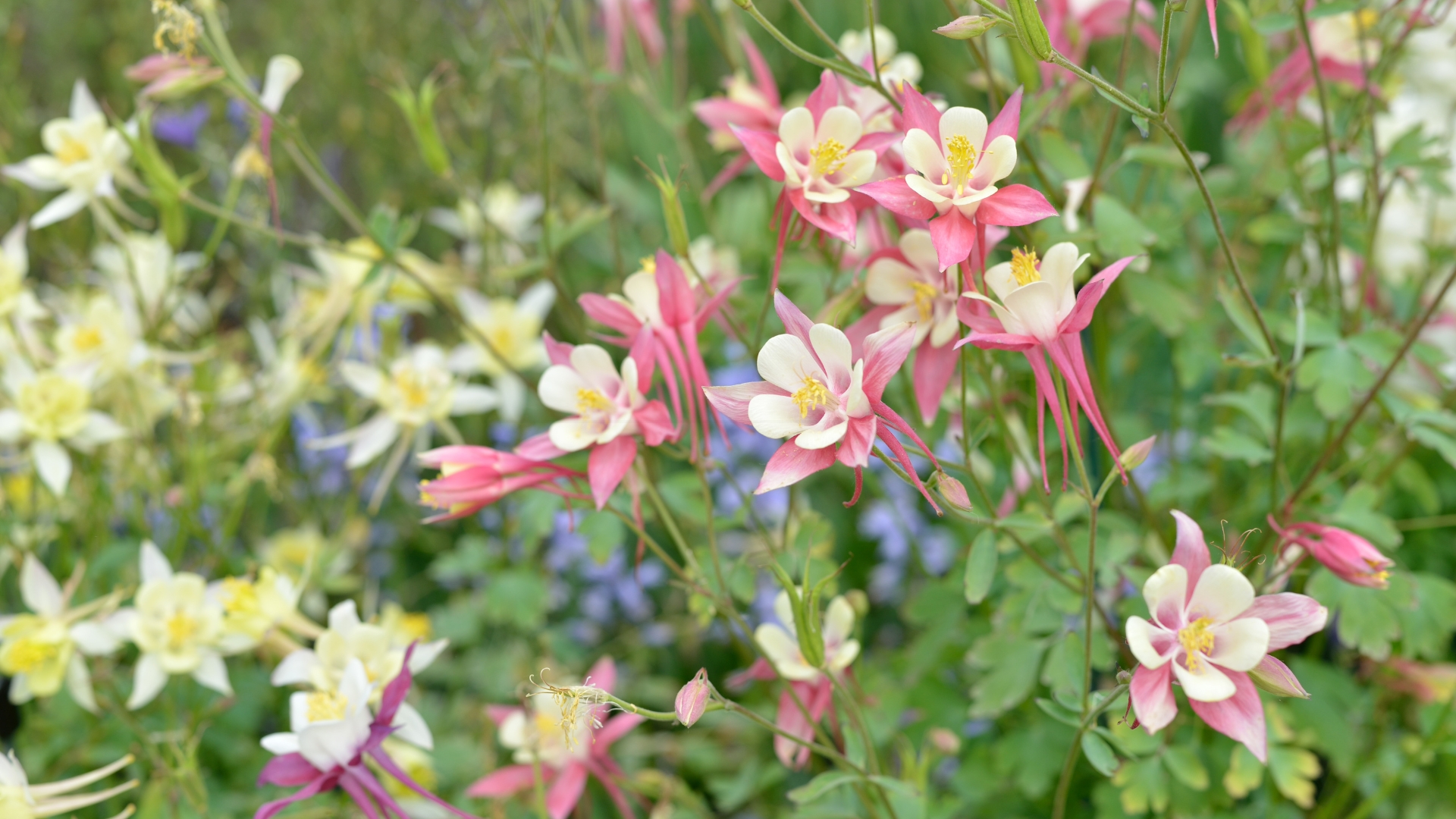 24 Easy-To-Grow Perennials For Your Cut Flower Garden (Plus Must-Have Varieties For Gorgeous Blooms)