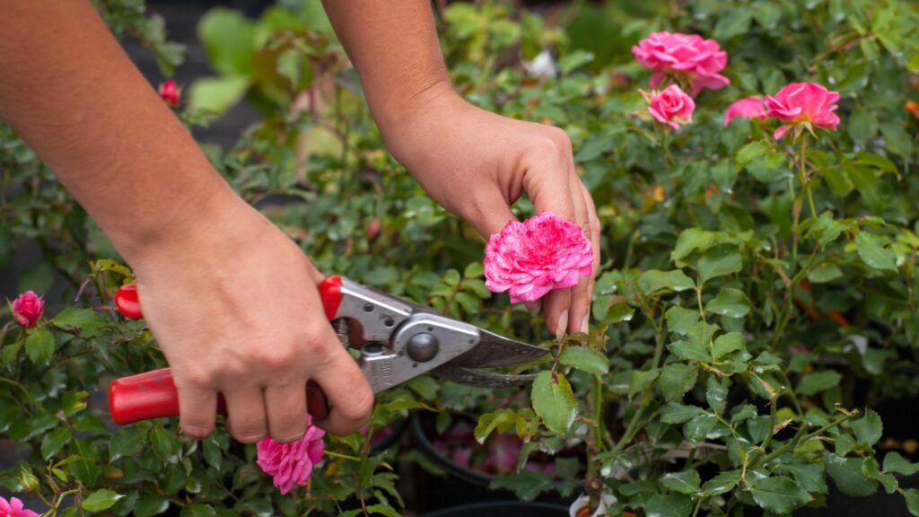 Spring Care 20 Important Early Spring Care Tips For Roses (From A Professional ...