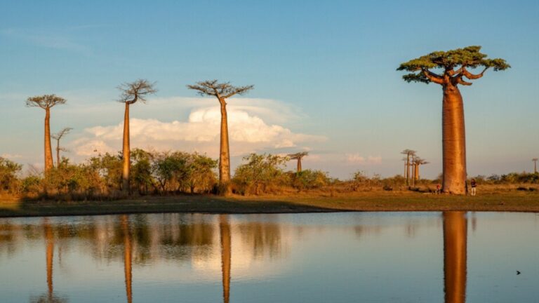 baobab trees