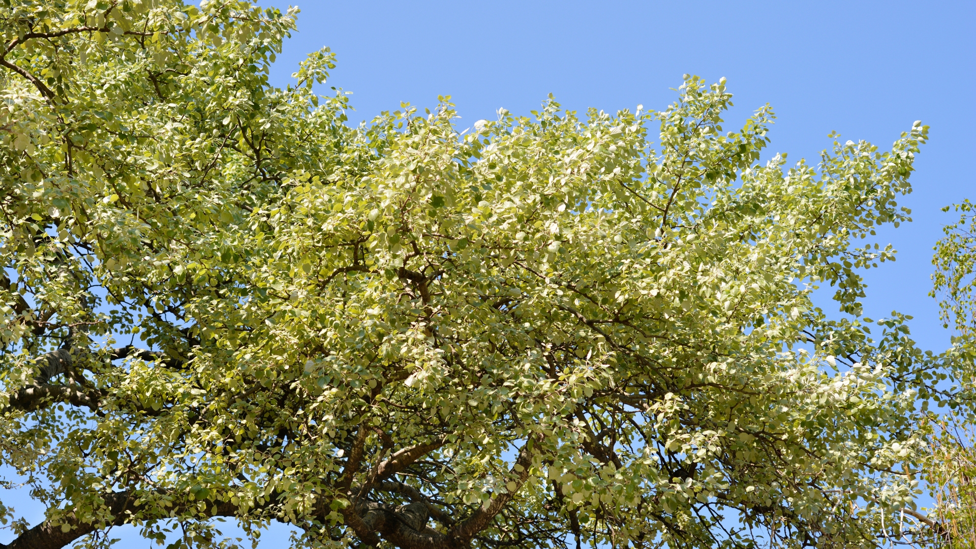 white poplar tree