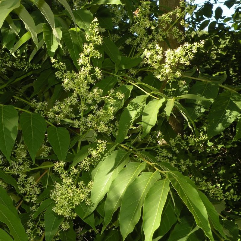 Tree of Heaven (Ailanthus altissima)