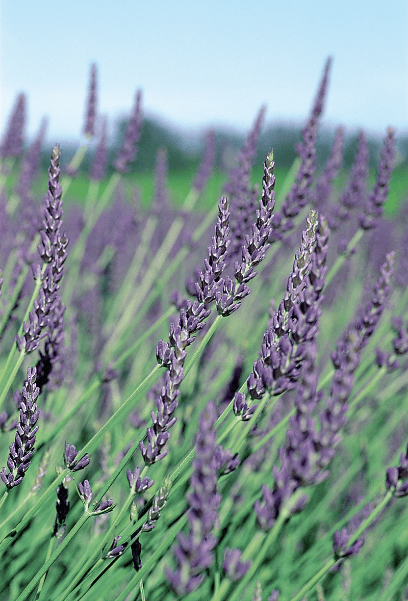 Grosso Lavender