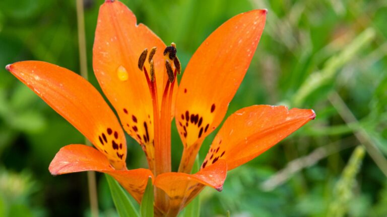 Wood Lily flower