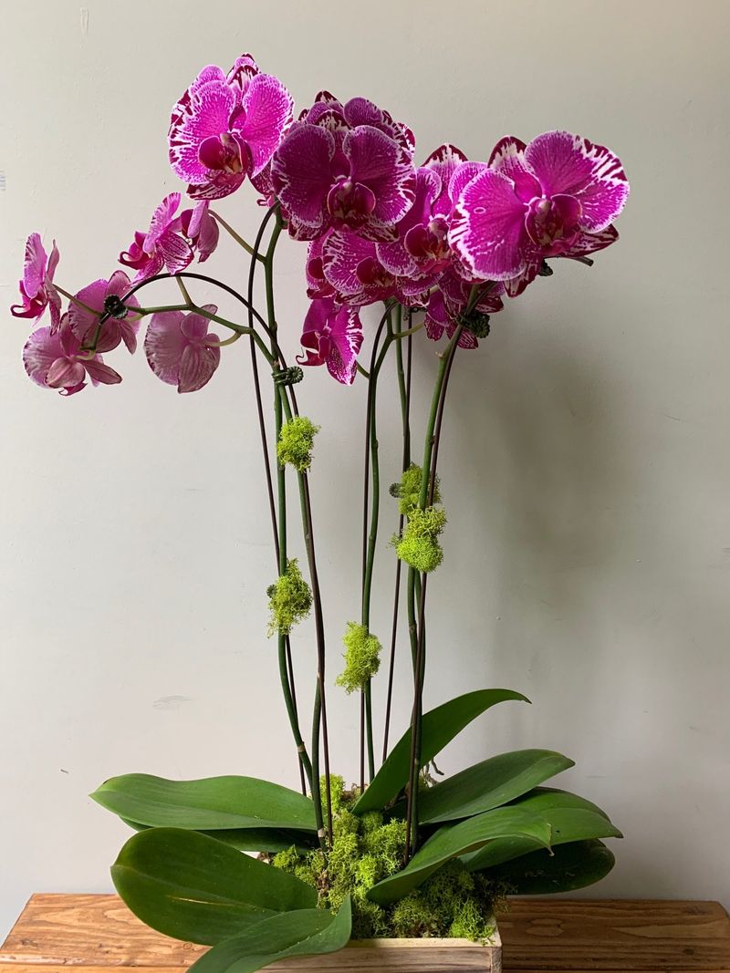 Orchid (Phalaenopsis)