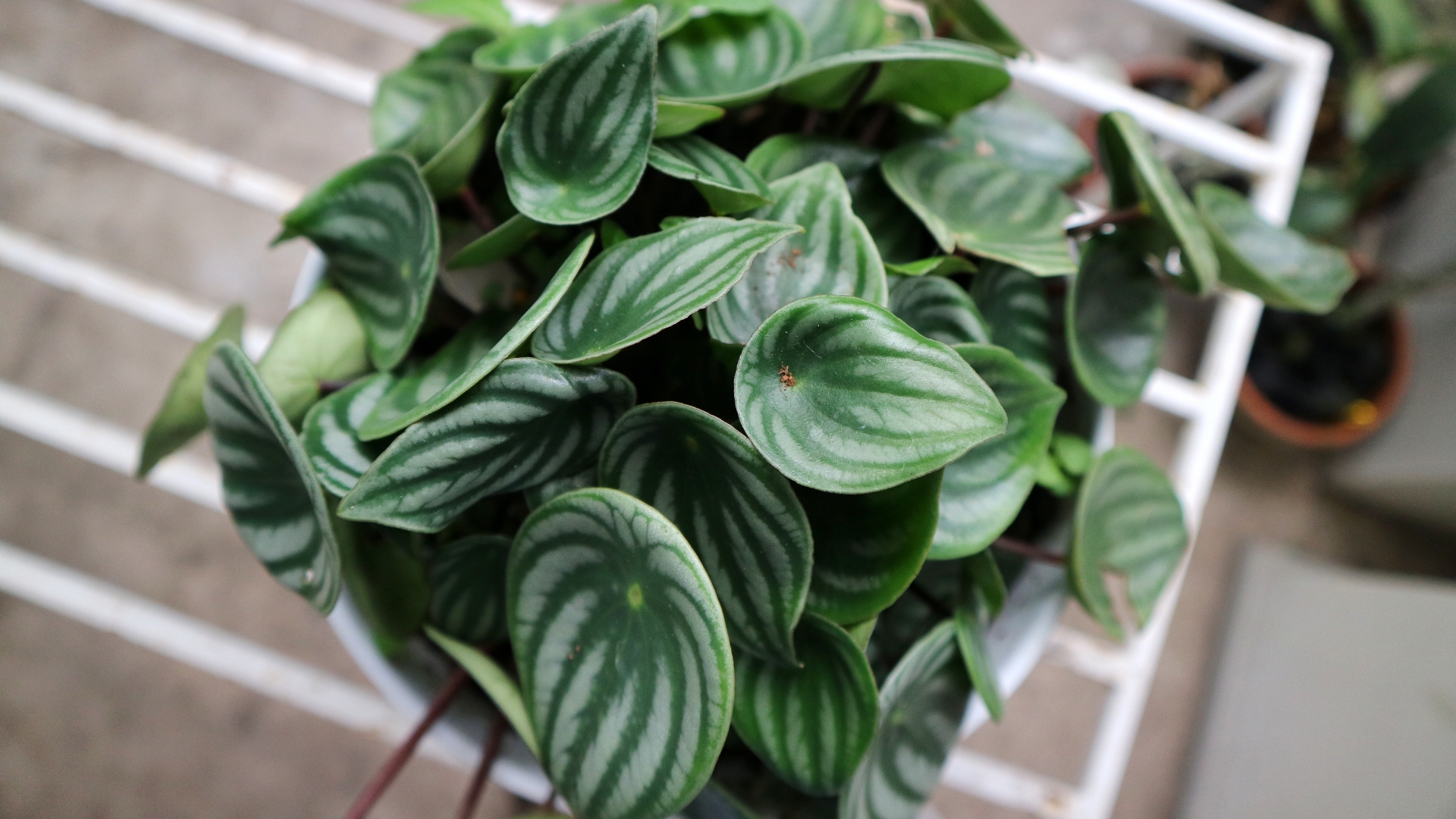 watermelon peperomia