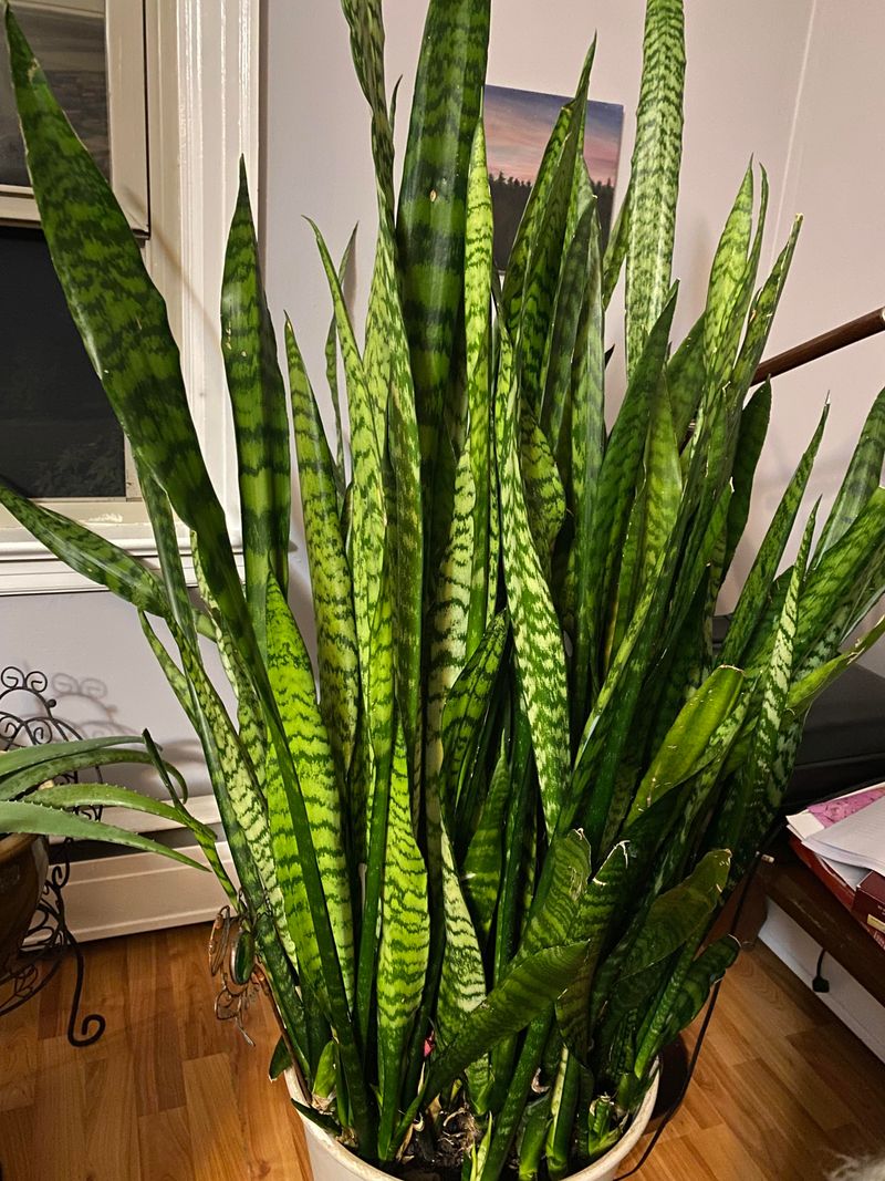 Snake Plant (Sansevieria)