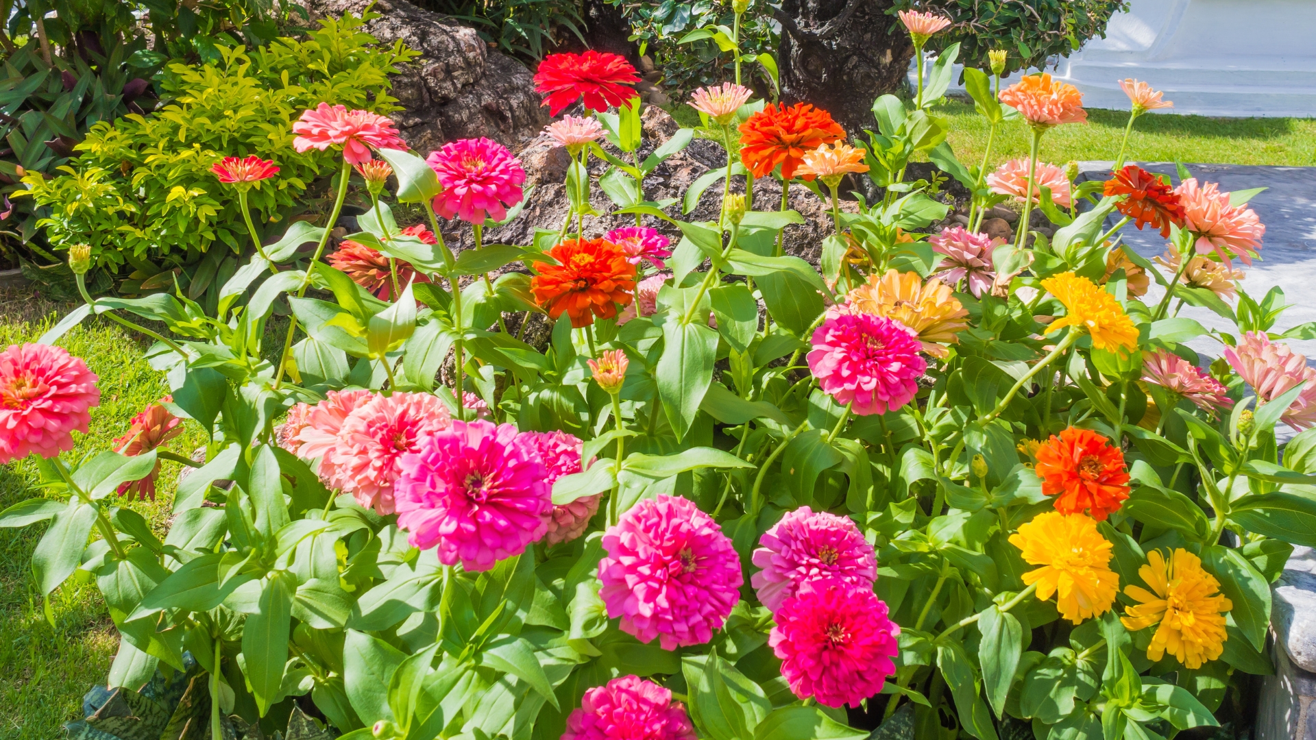 Zinnias in the garden