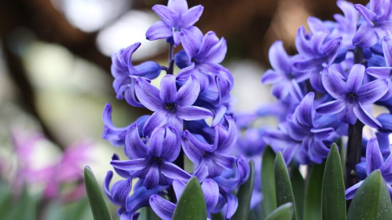 hyacinth flowers in full bloom