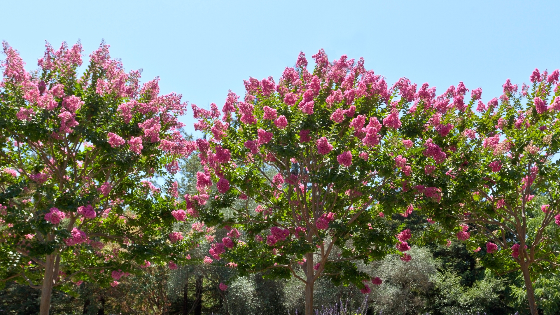 Crepe Myrtles