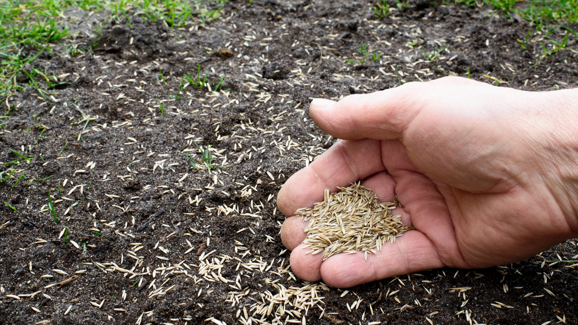 seeding lawn