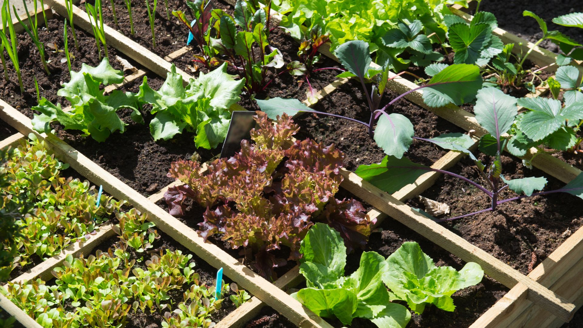 Vegetable garden