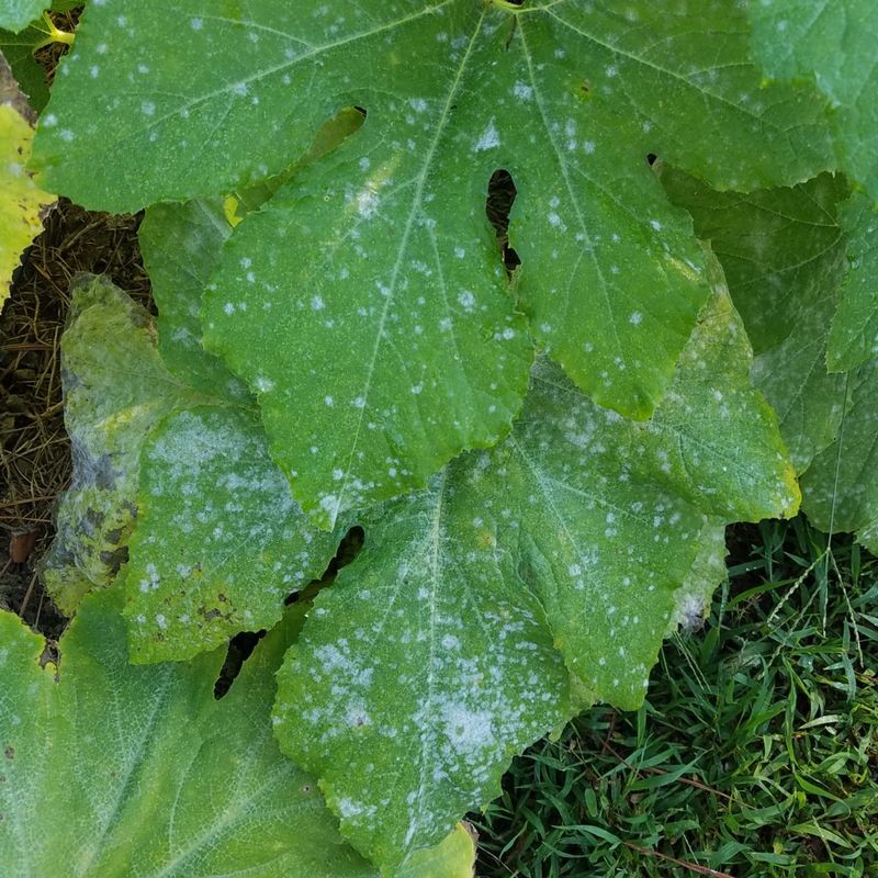 Powdery Mildew