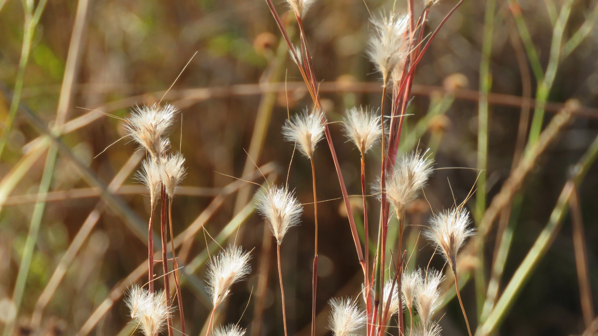 20 Native Grasses To Plant In Your Yard (And 7 Ones To Avoid)