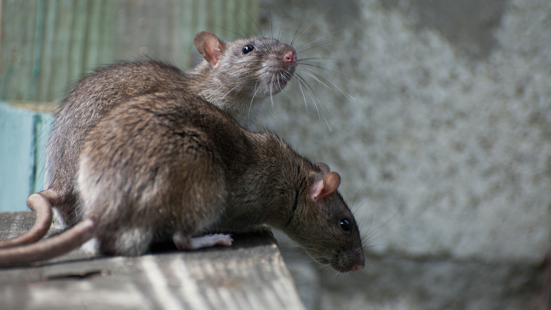 20 Natural Ways To Get Rid of Rodents (Plus More Tips To Do It Without Poison)