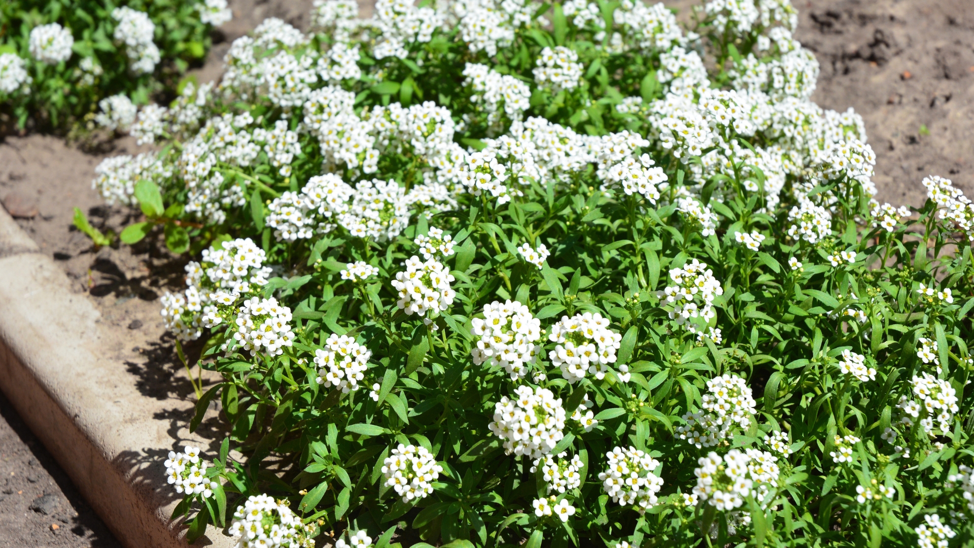 sweet alyssum