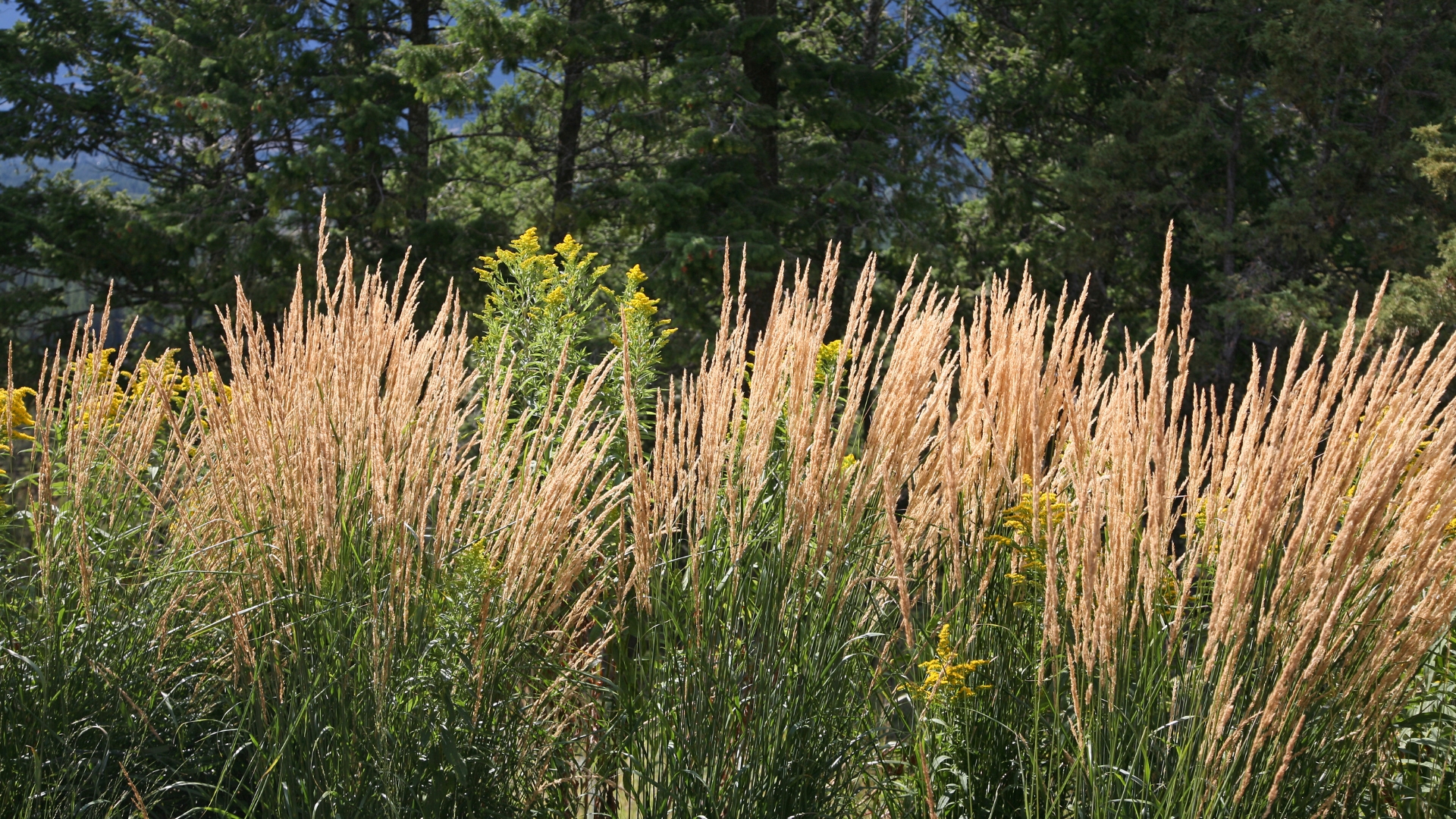 20 Ornamental Grasses That Become a Maintenance Headache — And 6 That Practically Take Care of Themselves