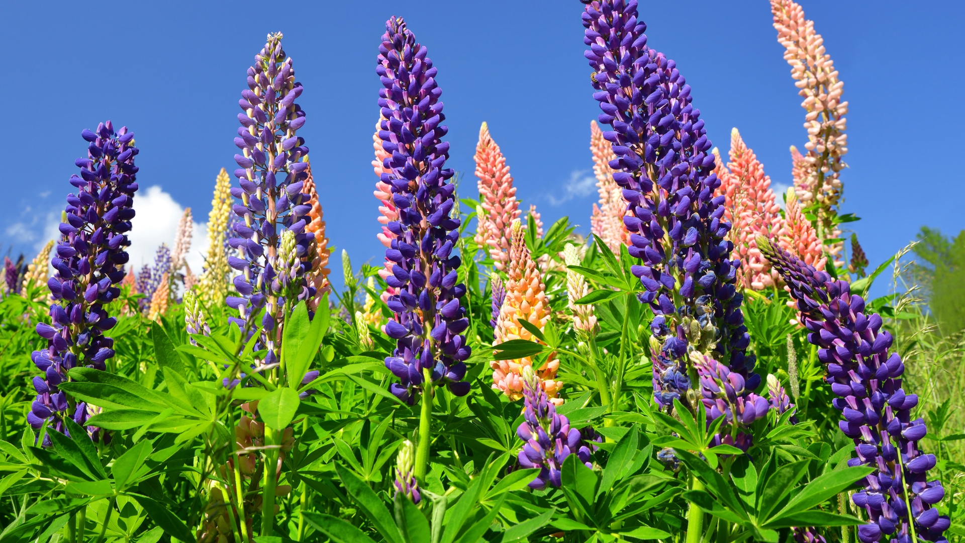 lupine flower