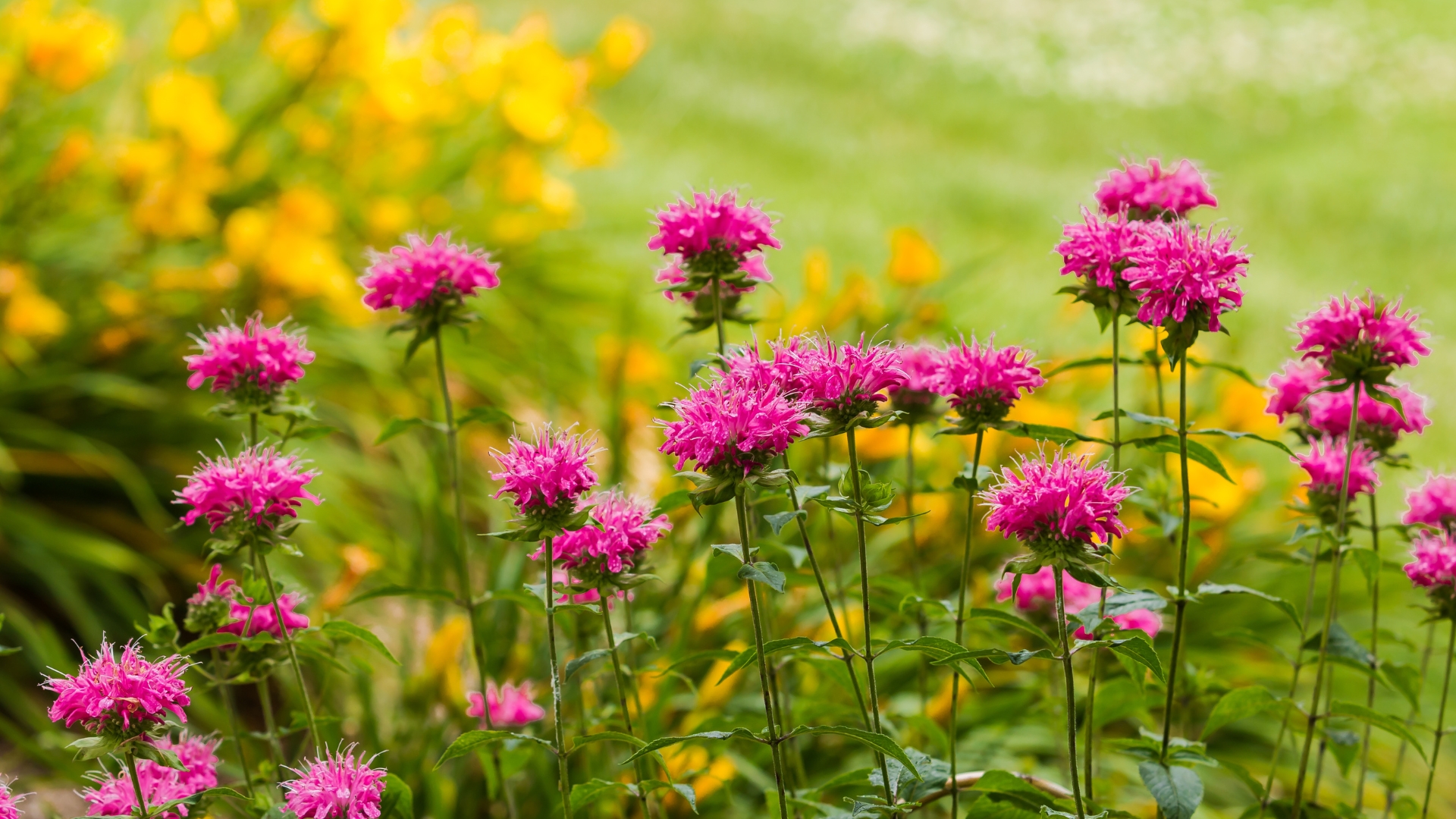 bee balm