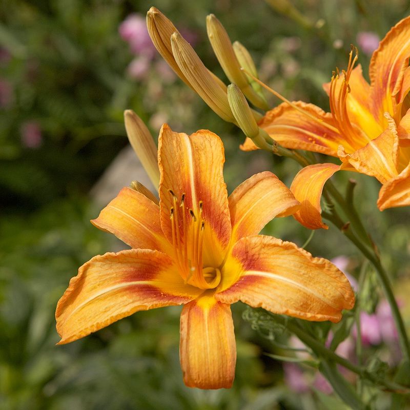 Daylilies (Hemerocallis)