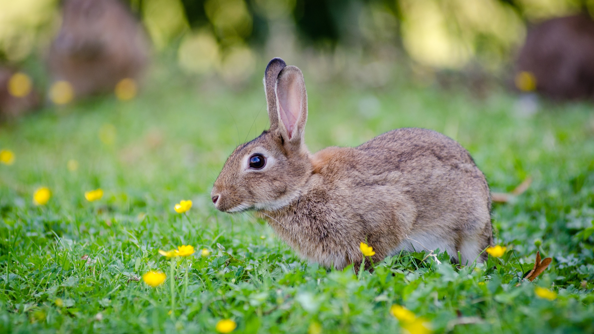 rabbit in a yard