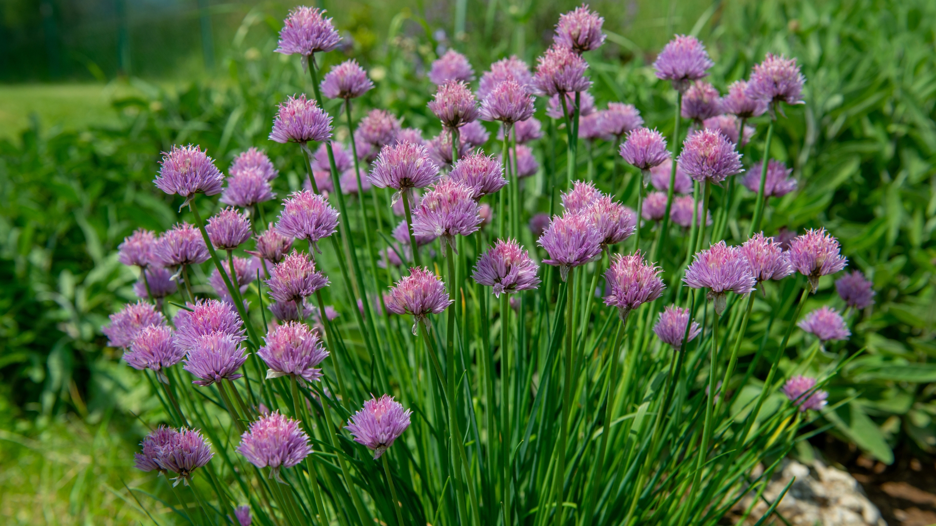 chives