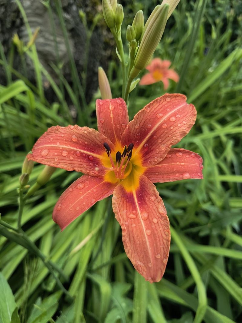 Daylilies (Hemerocallis)