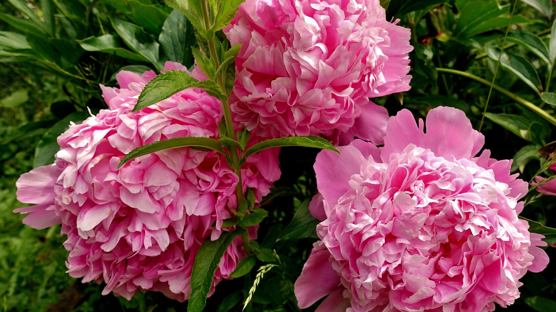 Peonies