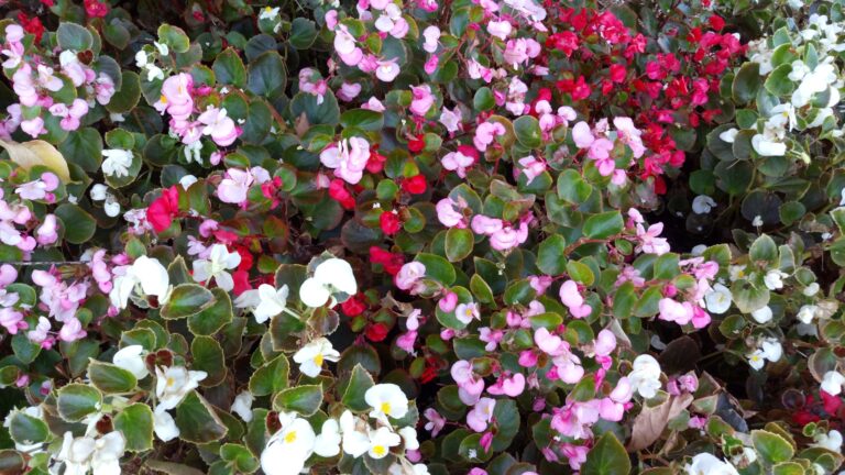 a patch of small perennial flowers