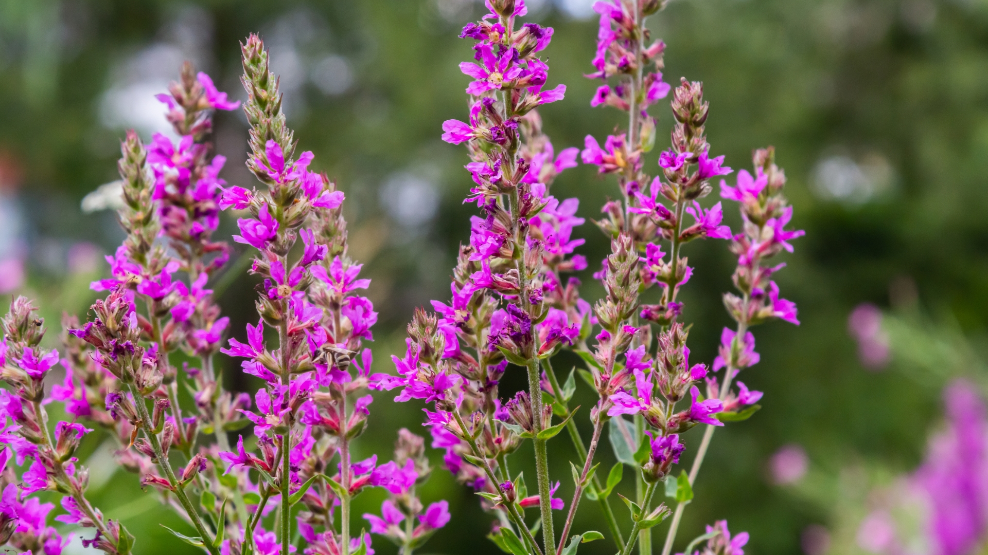 Purple Loosestrife