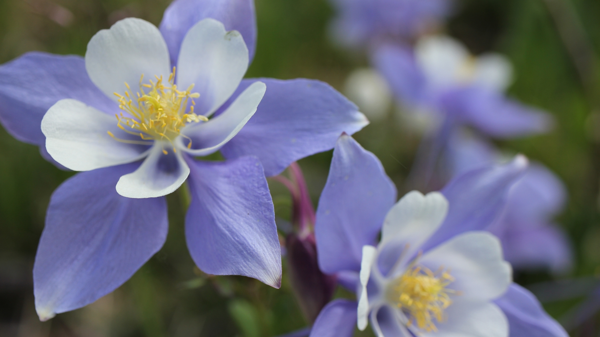 columbine