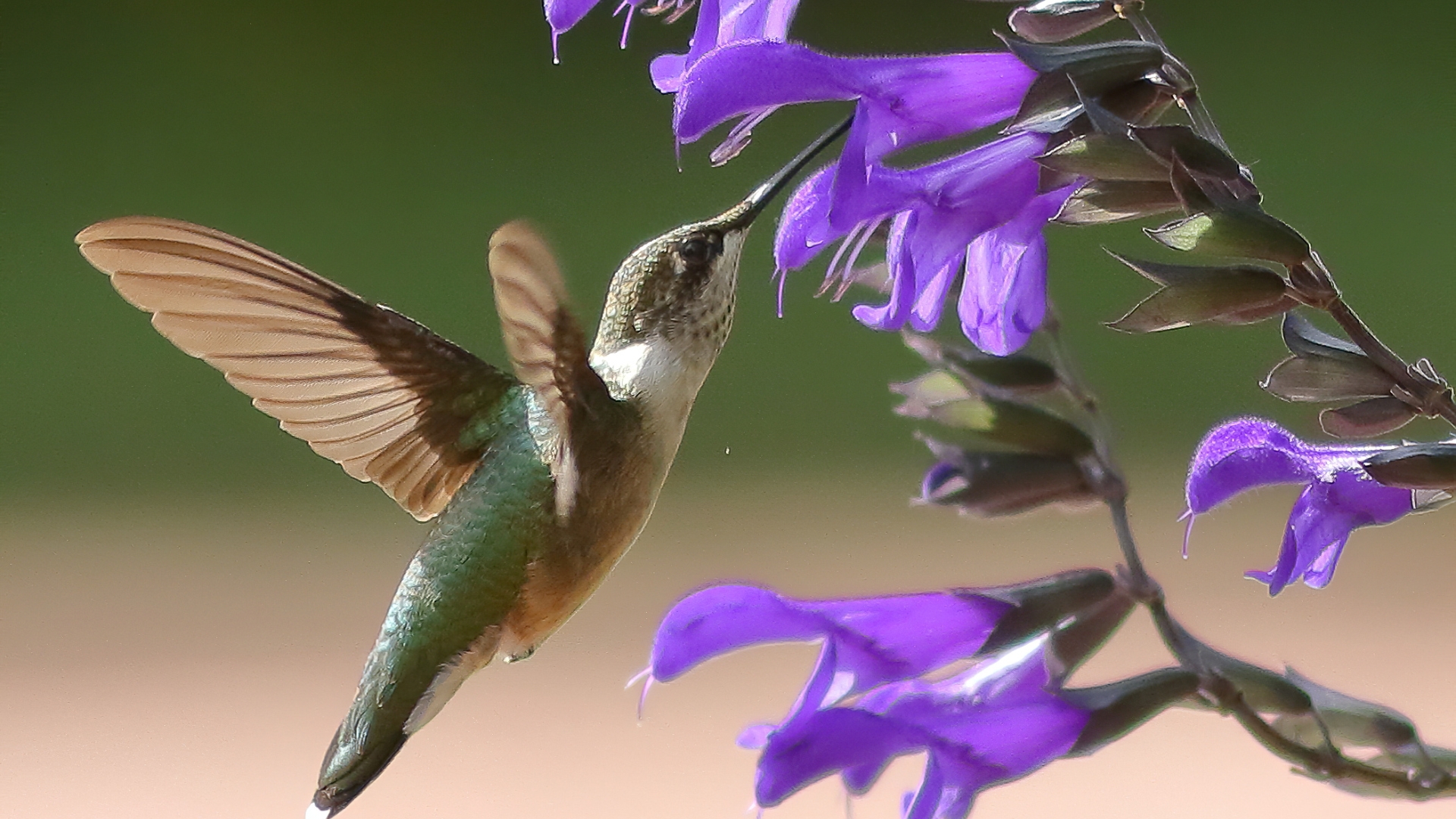 hummingbird feeding on a sage bloom