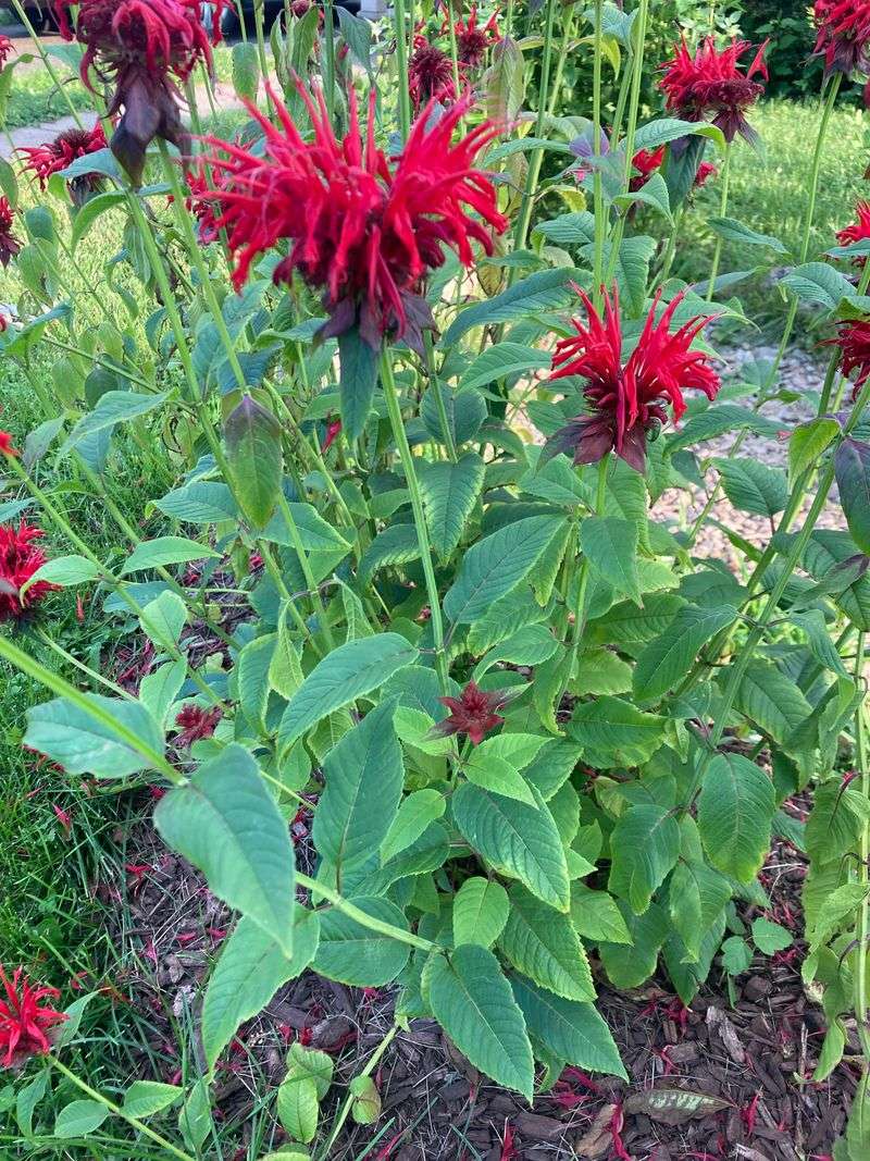 Bee Balm (Monarda)