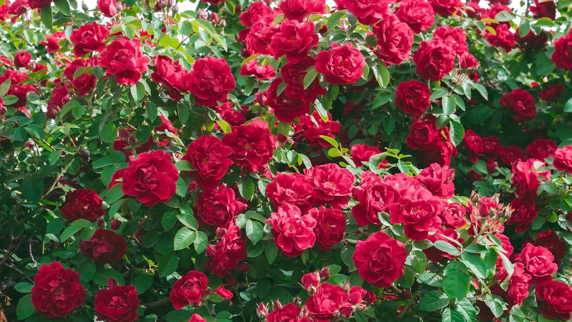 20 Pest-Repelling Companion Plants For Roses (And 5 You Should Never Plant Nearby)