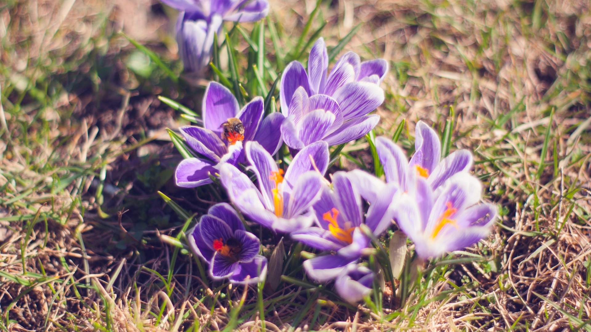 20 Plants In Grandma’s Backyard That Are Worth A Fortune (And The List Doesn’t Stop There)