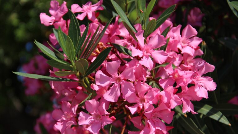 Oleander