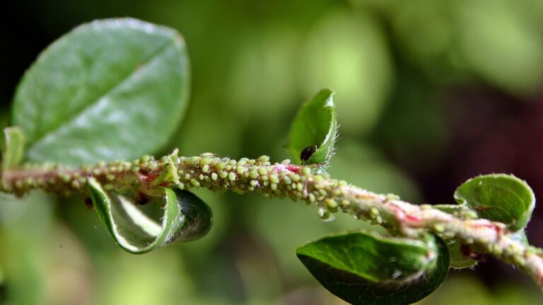 aphids on a branch