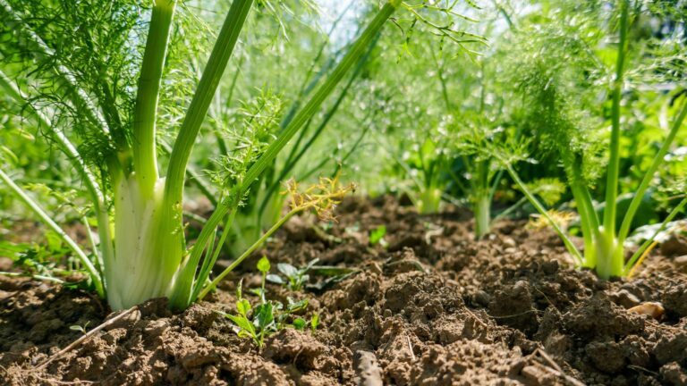 fennel growing